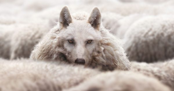 Мюллер из Google о гуру SEO, которые являются «невежественными самозванцами»